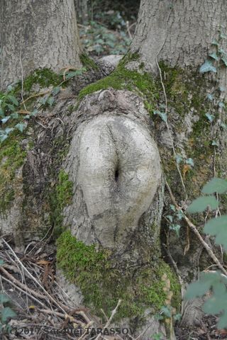 Wooden ass